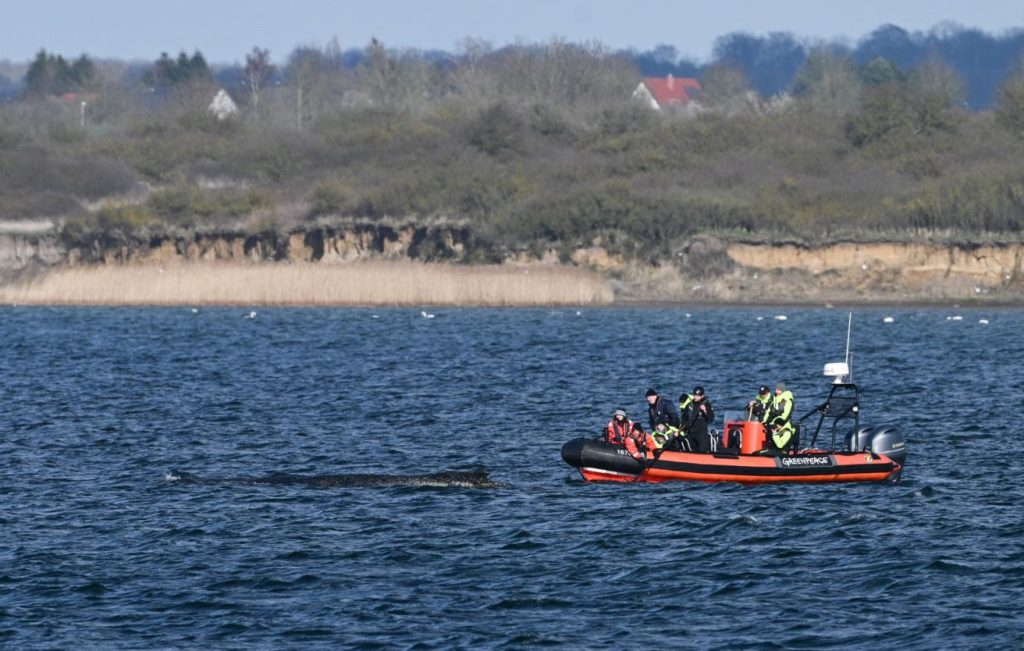Allein in fremden Gewässern: Die traurige Geschichte des Wals Timmy
