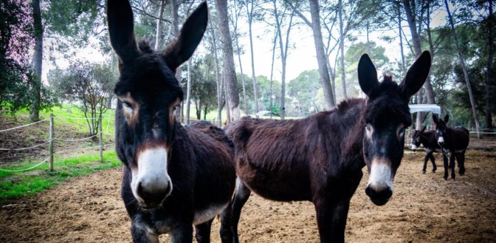 Stur wie ein Esel? Warum diese Beleidigung in Wahrheit ein riesiges Kompliment ist