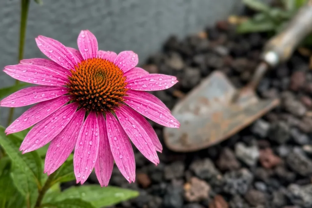 Einmal pflanzen und fertig: ideale Pflanzen für den Garten, die sowohl Kälte als auch Hitze vertragen