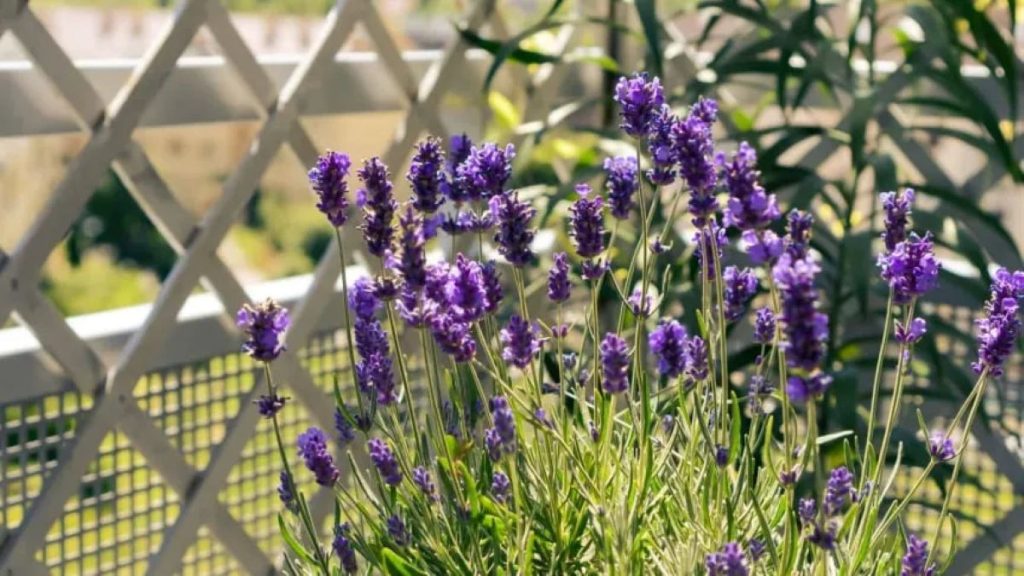 Schluss mit verwelkten Blumen: Diese unkaputtbare Pflanze verwandelt Ihren Balkon in eine Duftoase