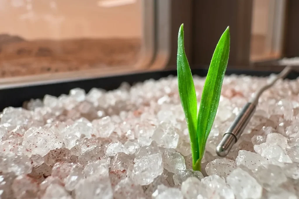 Mars-Ernte 2026: Forscher knacken den Code für Landwirtschaft auf dem Roten Planeten