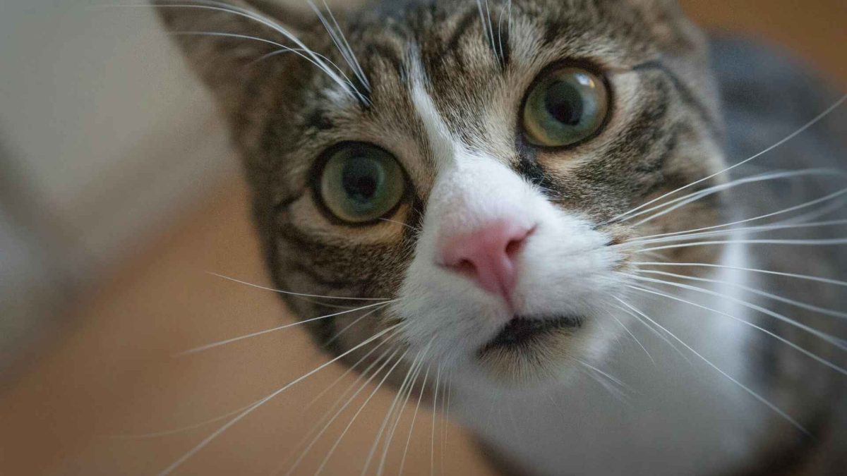 Was deine Katze wirklich denkt: Verstehe ihre geheime Sprache sofort