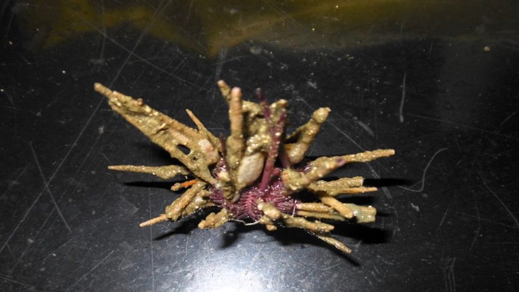 Sensation in der Tiefsee: Forscher entdecken neue violette Spezies in argentinischem Unterwassercanyon