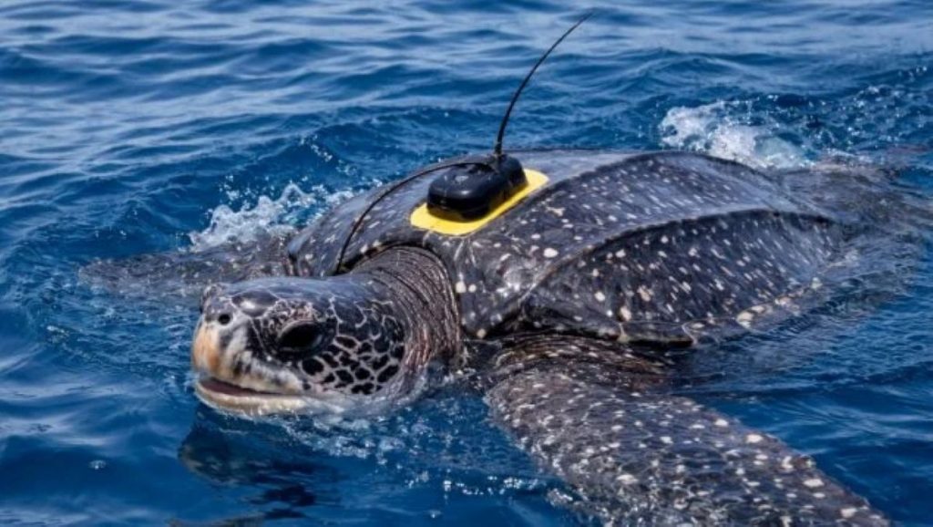 Meeres-Sensation: Forscher verfolgen die größte Schildkröte der Welt erstmals per Satellit